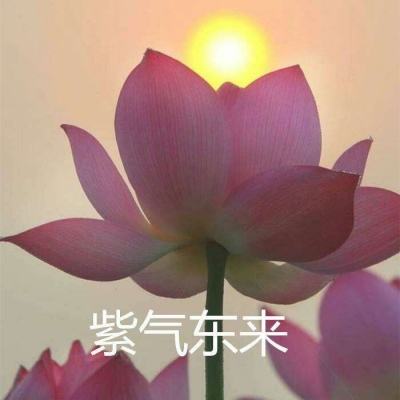 抓飞箭手机版下载